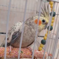 یه جفت عروس هلندی جوان