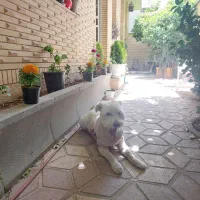 واگذاری سگ حرف گوش کن