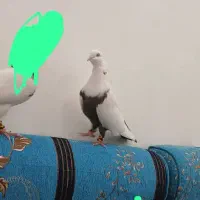 کبوتر دمبی نره سوسنگرد|پرنده|سوسنگرد, |دیوار