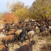 گوسفند|حیوانات مزرعه|ماهنشان, |دیوار