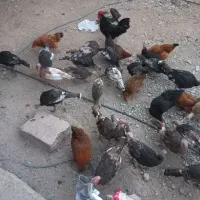 بوقلمو ۴ماهه