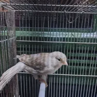 ماده قناری  سیلور قناری جفتی سهره