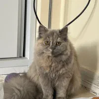 گربه بریتیش