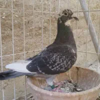 کبوتر قره سبز . سرور . سیاه پلاکی ماده|پرنده|شیراز, شهرک بهار|دیوار