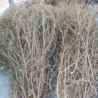 جارو|لوازم نظافت|خوی, |دیوار