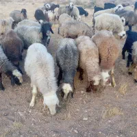 ۳۴راس میش داشتی|حیوانات مزرعه|شیراز, شهرک والفجر|دیوار