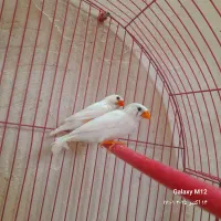 سه عدد فنچ سالم و سرحال|پرنده|مرند, |دیوار
