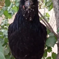 ۳ عدد مرغ گلین مشکی فول ۸ ماهه