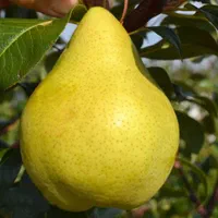 گلابی|گل و گیاه طبیعی|مشهد, امیرآباد|دیوار