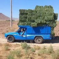 یونجه پربرگ و گل