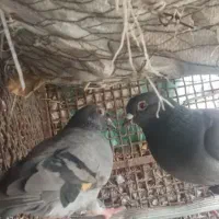 دوتا جفت کبوتر