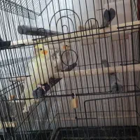 پرنده عروس|پرنده|رشت, نخودچر|دیوار