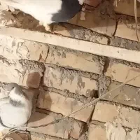 کبوتر طوقی|پرنده|بوئین زهرا, |دیوار