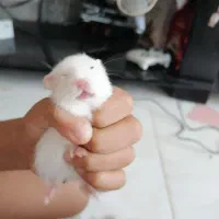 همستر های خوشکل|موش و خرگوش|شیراز, جمال آباد|دیوار