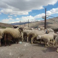 فروش  گله گوسفند