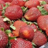 پخش موز وتوت فرهنگی به قنادی وکافه