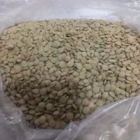 عدس سبز برا امسال هستش زود میپذه