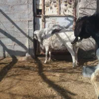 فروش شیشک دورگ چینی|حیوانات مزرعه|شهر بابک, |دیوار