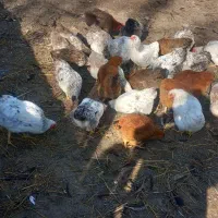 فروش مرغ جوان تخم گذار