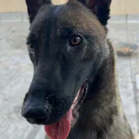 مالینوز رنگ تیره بادرایو بالا فول آموزش|سگ|محمدشهر, محمدشهر|دیوار