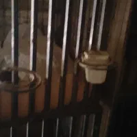 گنجه