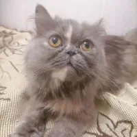 گربه پرشین