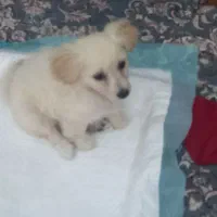 حیوان خانگی اشپیتز کراس