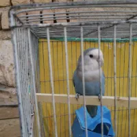 طوطی برزیلی نر