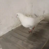 چنتا کبوتر تهرانی ماده پلاکی