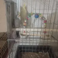 عروس هلندی