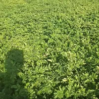 سیب‌زمینی جلی فروشی|خوردنی و آشامیدنی|سجاس رود, |دیوار