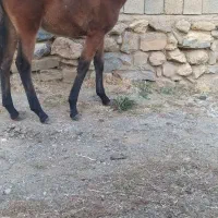 کره اسب مادیون|اسب و تجهیزات اسب‌سواری|سیلوانه, |دیوار