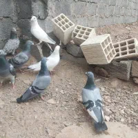 کفتر پلاکی و...|پرنده|بافق, |دیوار