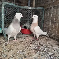 ۲عدد ماده طوقی عالی