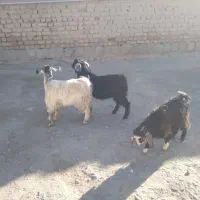 بزغاله چاق چاق