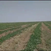 زمین کشاورزی قزوین ۱۶۵ هکتار ۲ چاه برقی