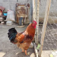 دو عدد خروس محلی