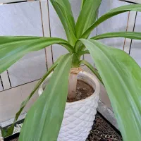 گل سوسن عنکبوتی بزرگ