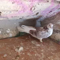 کفتر .گمشده.|پرنده|خوانسار, |دیوار