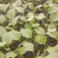 نییاز مند نیروی کاشت نشا در گلخانه