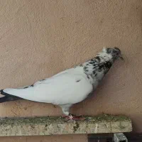 کفتر پرشی درجه یک معاوضه با سهره|پرنده|ماهدشت, |دیوار