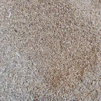 گندم چاق آبی|خوردنی و آشامیدنی|معصومیه, |دیوار