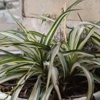 گل و گیاه طبیعی