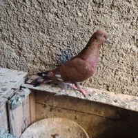 کبوتر پرتقالی