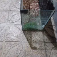 آکواریم سالم 10میل