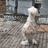 فروش مرغ و خروس سلطان|حیوانات مزرعه|لاهیجان, بوجایه|دیوار