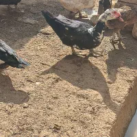 اردک اسراییلی