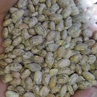 لوبیاچیتی