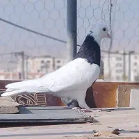 کبوتر سالم معاوضه با قناری یا عروس هلندی|پرنده|سمنان, |دیوار
