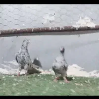 کبوتر سرور دم‌سفید